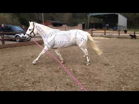 Herc slow motion canter and trot
