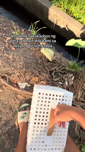 2-Month-Old Pigeon's 15km Training Toss