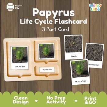 Papyrus Life Cycle Montessori 3-Part Cards - Science Botany Flashcards