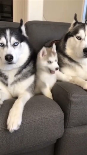 Puppy is looking for a cuddling spot, Husky Mom and Dad have to do this......😍😍😍🐶🐶🐺🐺