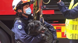 23K views · 323 reactions | Woof on the roof: The SCDF's Dart has 14 dogs attached to the unit, and these canines are trained not just to sniff out people who are trapped, but also to travel to height via a rope system. https://str.sg/3TMM | The Straits Times | Facebook