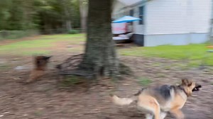 Nala Available for Adoption Location Green Cove Springs, Florida Nala will turn 2 in August. Good with cats, dogs, kids. Loves being chased by Braxen but also she is fixated on chasing lights, shadows, and she will kick up dirt to chase. Nala can be a bit of a quirky girl, but she has a lot of love to give and is in need of a new home and family. For more information please read Nala‘s adoption bio which can be read on our Adoptable dogs page located on our website www.k-9services.net Please sha