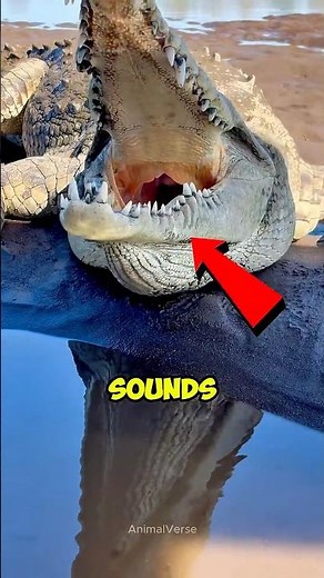 Scariest Animal Sounds You’ll Regret Hearing!😱 #scaryanimals #animalsounds #wildlife #animals