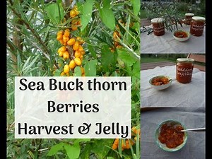 How to harvest Sea Buckthorn Berries and make Jam - Tutorial
