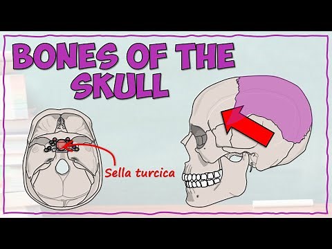 Anatomy of the Skull