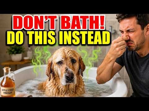 Why Your Dog Still Smells After Every Bath (The Real Cause & Natural Fix)