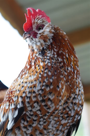 74K views · 3.2K reactions | I’m going to need everyone to cross their fingers and toes and hope that I can integrate a new rooster into this flock with two other roosters. Has anyone had success with adding roosters to existing roosters? Because I don’t think I ever have lol沈 But with the yard caving in, I am hopeful I can just add them to my bantam flock and everyone will get along | Gulf Coast Cluckers | Facebook