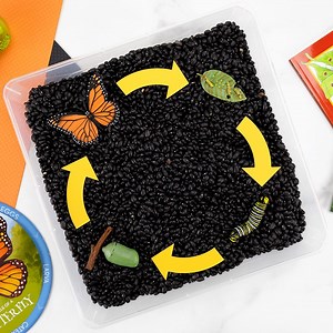 80K views · 167 reactions | Butterfly Life Cycle Activity 曆 https://www.firefliesandmudpies.com/life-cycle-of-a-butterfly-activity/ | Fireflies and Mud Pies | Facebook