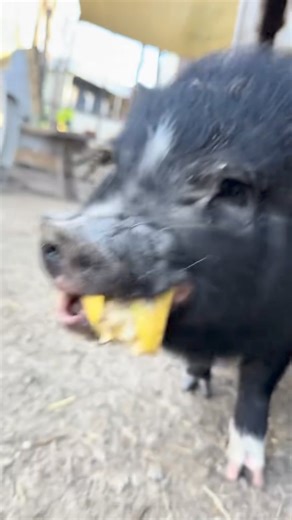 Meet Buttercup and Blossom our pot belly pigs! 🐖 Check out this video and more on our TikTok page: https://www.tiktok.com/t/ZTNeS8ky9/ We are open everyday from 10 am-8 pm | Houston Interactive Aquarium and Animal Preserve