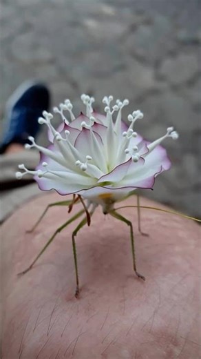 katydid (family Tettigoniidae). This insect is famous for its extraordinary camouflage abilities.