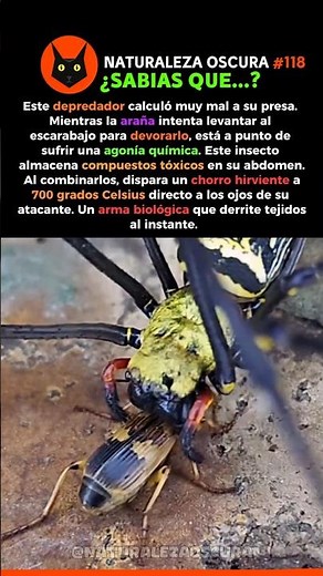 El Escarabajo Bombardero Dispara Ácido Hirviente 540% 🕷️🔥 #Biologia #NaturalezaOscura