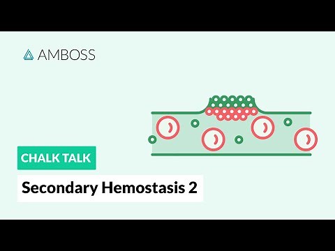 Secondary Hemostasis - Part 2: Cell-Based Model of Coagulation