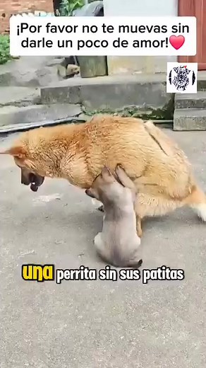 Diego Sanchez on Reels