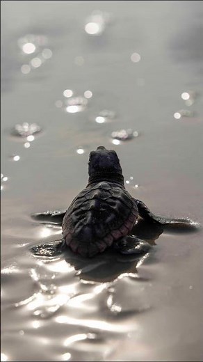 7 Sea Turtle Photos to Brighten Your Day | Visit Hilton Head Island