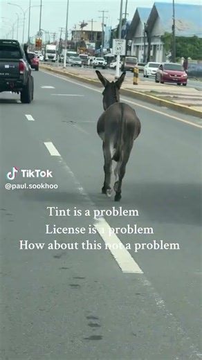 Dominick, The Italian Christmas Donkey