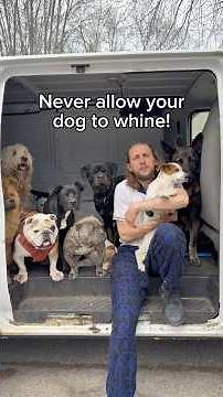 How to stop whining 🐶 #dogs #dogbehaviour #dogtraining