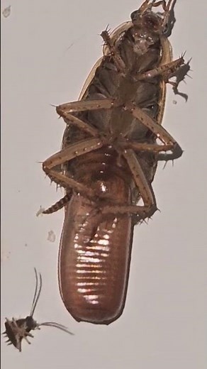 How german cockroaches give birth!!