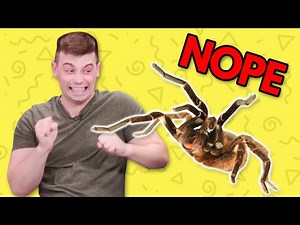 GIANT SPIDER PRANK
