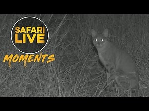 A Beautiful and Rare Sighting of an African Wild Cat