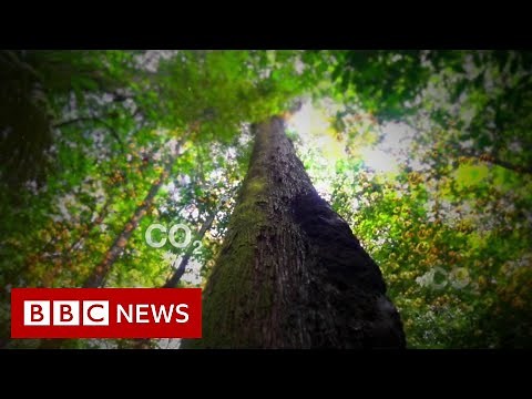 Amazon rainforest: 'Once it's gone, it's gone forever' - BBC News