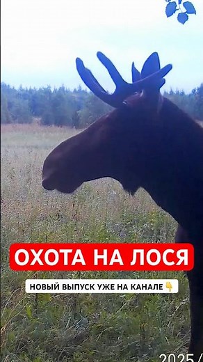 Охота на лося на реву #hunting