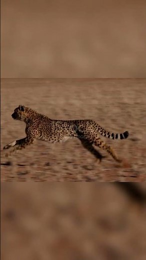 Jaguar speed | Jaguar running so fast #reels #shorts #shortvideo #ytshorts #yt #dog #animals #amma