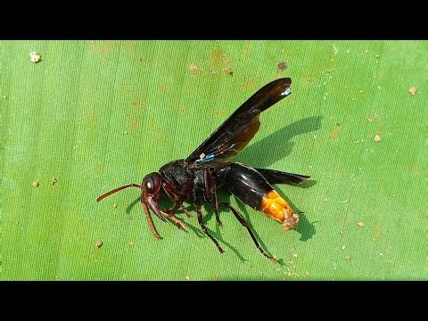 Black Wasp With Orange Tail – Friend or Enemy?