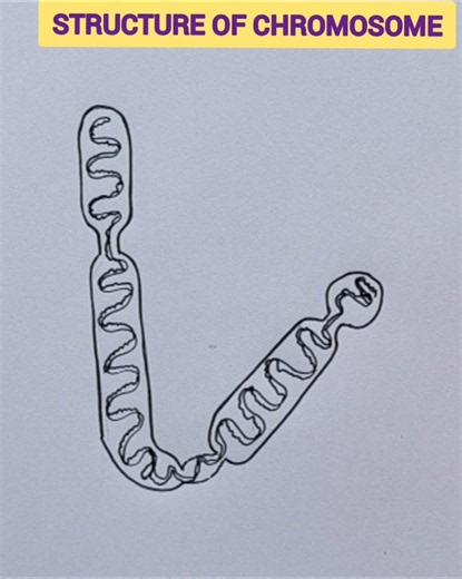 How to draw structure of chromosome easily / chromosome diagram