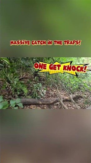 ​One get knocked! 💥 Wild hog bad like a dog in the deep bush! 🐗🇯🇲 #Shorts