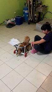 1.3M views · 77K reactions | Compramos una SILLA DE RUEDAS Para Este PERRITO Y Esta Fue Su Reacción al USARLA POR PRIMERA VEZ | Helen Rescata | Facebook