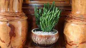 HOW TO GROW CACTUS. Cactus is a beautiful plant which we can grow only in soil. we can not grow Cactus symol of dignity prosperity, beauti healthy lucky and happy. We can grow in our home. It has only tree no leaves and also has green tree. We can grow one tree and has many tree or branches. It looks so beautiful. This kind of plant does not need too much water. we can water. Please subscribe my channel and visit these links for more videos on Youtube. -All kind of flowers https://www.youtube.co