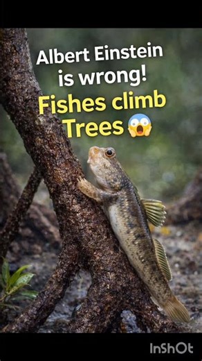 The Fish Climb Tree 🐟🌳