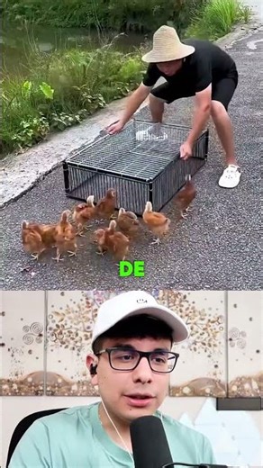 The Best Way to Catch Chickens and Pigeons 🐔🕊️