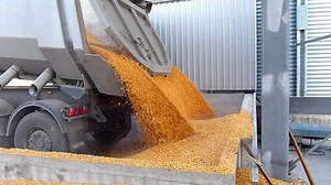 Corn grain in a agricultural silo, unloading from the truck trailer after harvest, slow motion