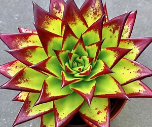Echeveria Agavoides 'lipstick' Succulent: Red Edge Rosette - Etsy