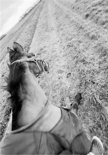 Choosing a Bitless Bridle for Your Horse