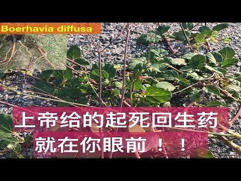 还少丹~（紅花黄细心）的作用。 (Punarnava)Boerhavia diffusa medicinal uses