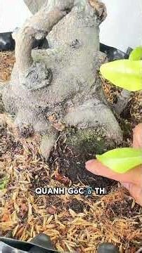 Cây mai sắp suy nặng – 3 dấu hiệu báo trước nhiều người bỏ qua! #maivang #caycanh #maivangbonsai