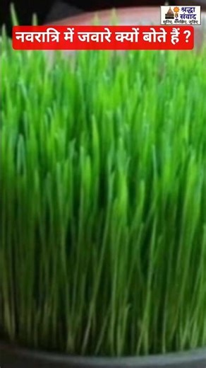 🤔 Why are Jawars sown in Navratri? #navratri #maa #maadurga #jaware #matarani #shraddhasamvaad