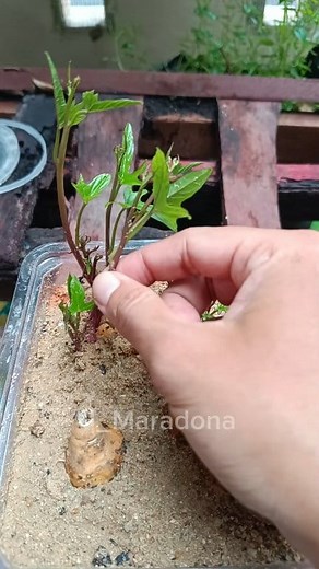 "Sweet Potatoes Grow Faster Using Only the Sprouts" || ASMR gardening #ASMRgardening #growingsweetpotatoes #creativegardening #gardeninghack | Jajat Maradona