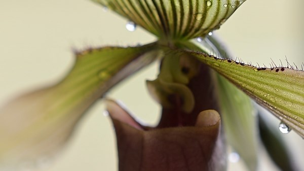 What Makes Orchids one of the most diverse, resilient flowers on the planet?