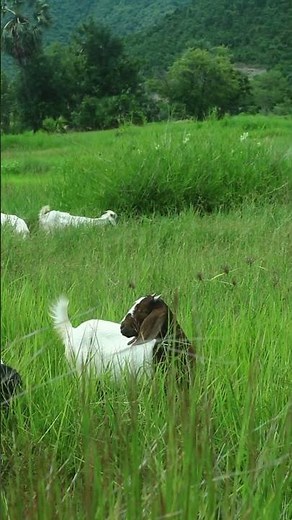 The Secret to Keeping Goats Happy and Grass-Fed #goat #beautifullgoats