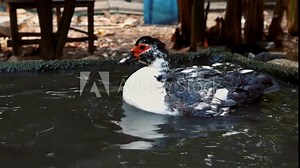 Ducks Mating on water in duck farm, father and mother ducks hybridize ,Natural sustainable breeding