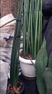 Sansevieria Cylindrica Snake Plant #sansevieria #plants #gardening #tanamanhias #snakeplant #shorts