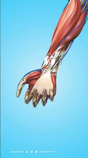 Mouvement de la main : muscles, os et veines