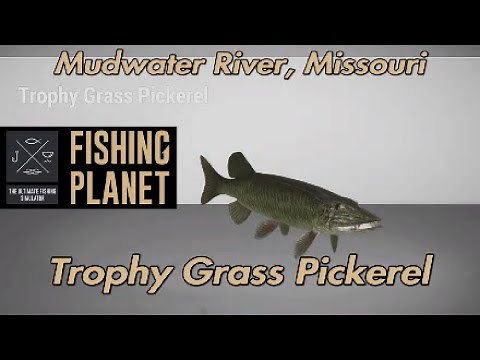 Trophy Grass Pickerel Mudwater River Missouri Fishing Planet Guide