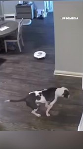 Voyons si tu peux nettoyer tout ça ! Un chien met à l'épreuve un aspirateur robot avec sa crotte et voilà ce qui s'est passé. | Le Kiwi