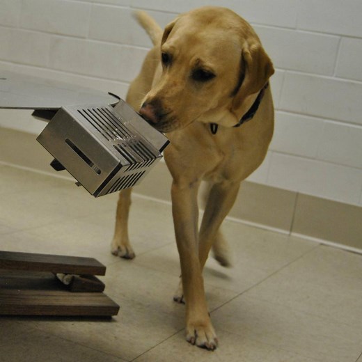 What are these dogs being trained to sniff out? 🐶 Hear more 📻: http://bbc.in/2FWJuup | BBC World Service