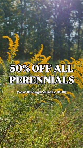 Perennials are 50% off and rooting for you! Half off, half asleep, and 100% ready for fall planting. No scorching sun, no drama, just roots doing their thing. Pro tip: Don’t judge a perennial by its fall look. The real glow up happens underground. ✨ Shop online while they last. Link in bio! | ChilePlants.com