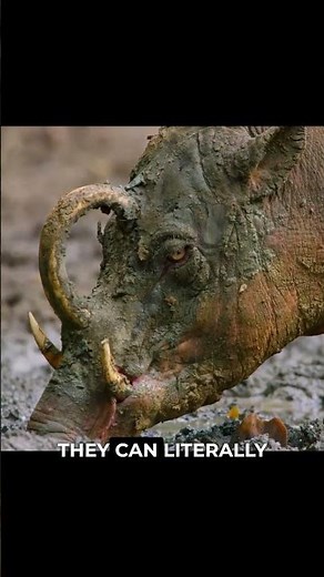 Why Evolution Gave This Pig a Deadly Crown